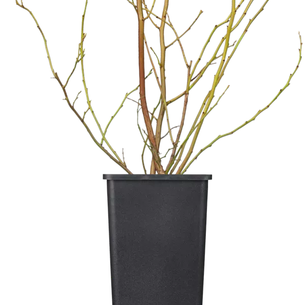 Vaccinium corymbosum 'Brigitta Blue'