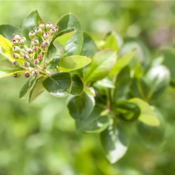 Aronia prunifolia (x) 'Viking'