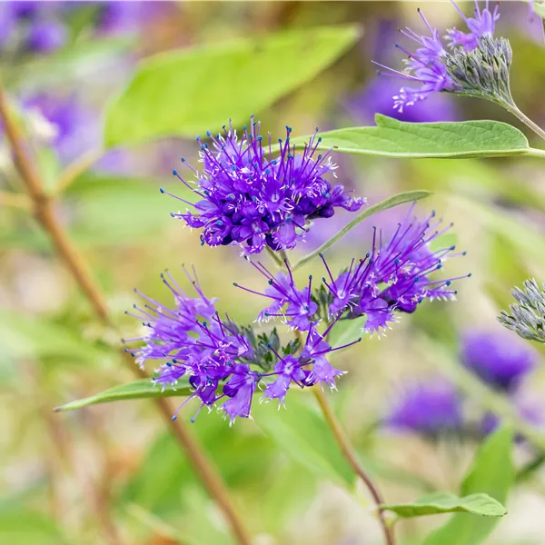 Caryopteris clandonensis (x) 'Heavenly Blue'