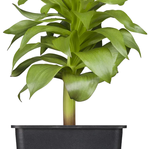 Fritillaria imperialis 'Rubra Maxima'
