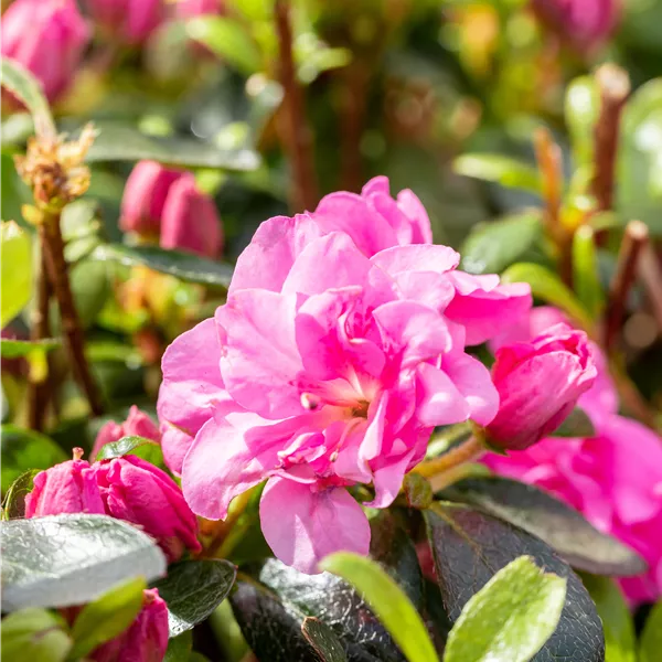 Rhododendron (Jap. Azalee) 'Rosinetta'
