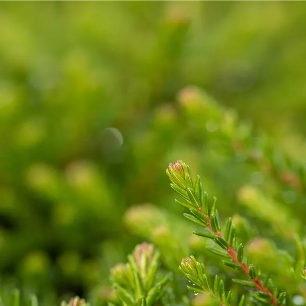Empetrum nigrum 'Irland'