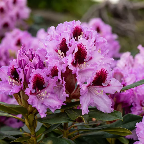 Rhododendron (Hybride) 'Kabarett'
