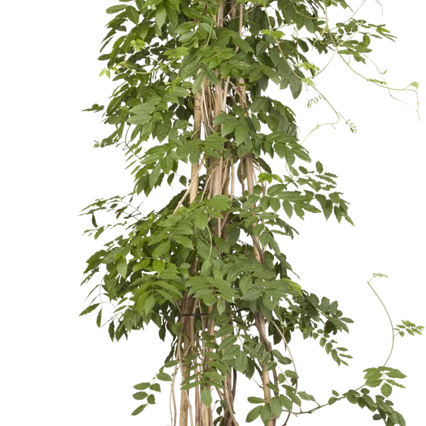 Wisteria floribunda 'Issai-naga'