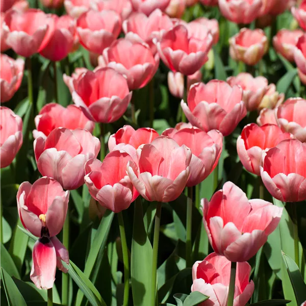 Tulipa (Darwin) 'Pink Impression'