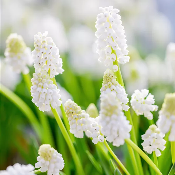Muscari aucheri 'White Magic'