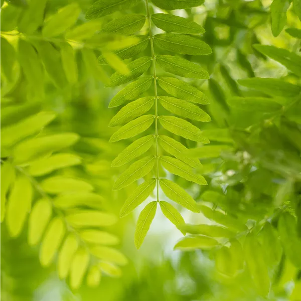 Gleditsia triacanthos