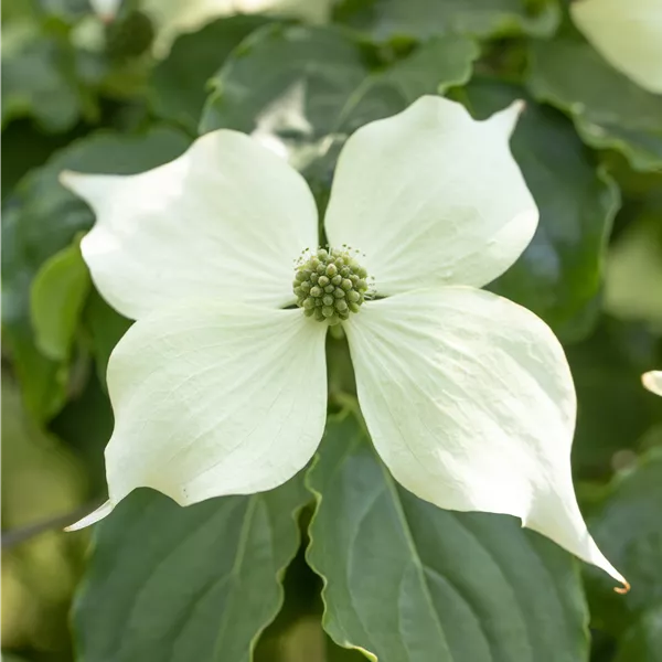 Cornus 'Venus'