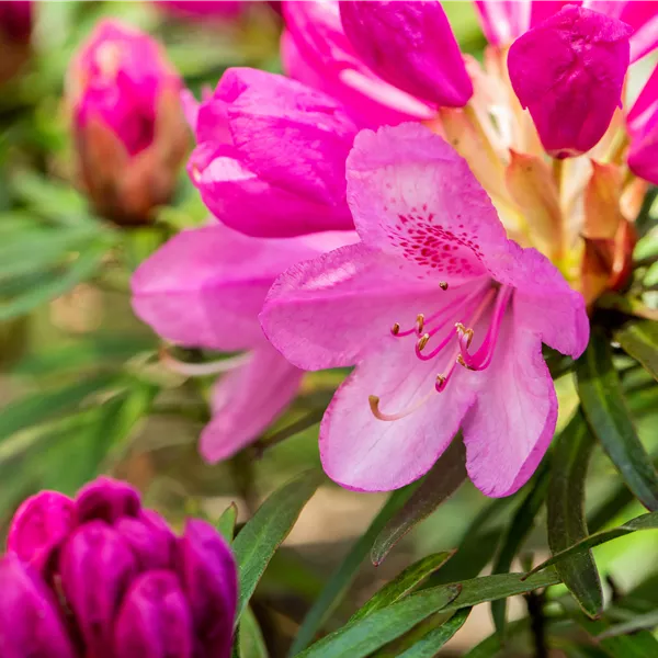 Rhododendron (Ponticum) 'Graziella'