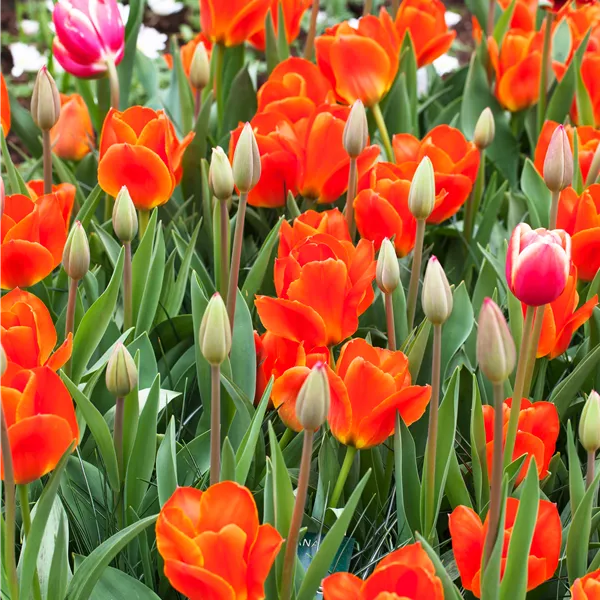 Tulipa kaufmanniana 'Early Harvest'