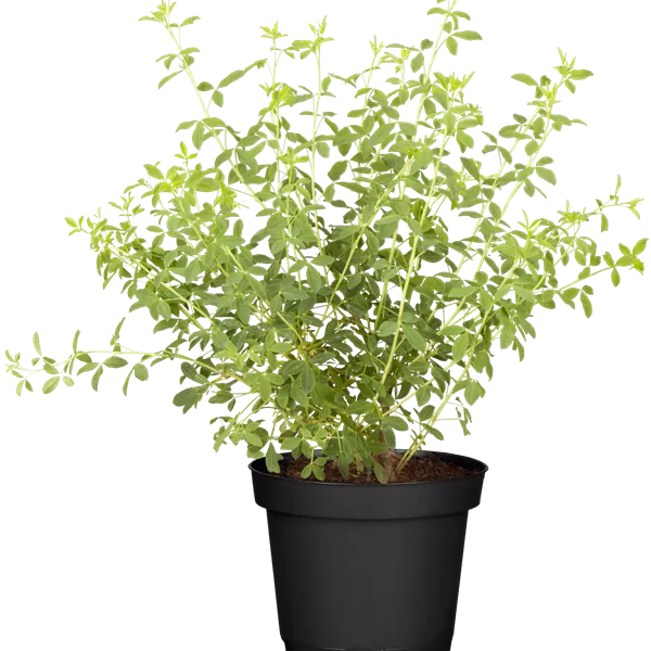 Chamaecytisus purpureus
