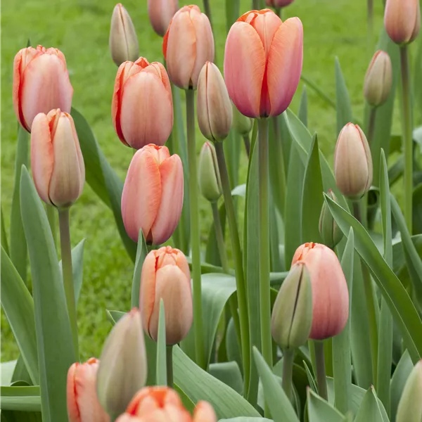 Tulipa (Darwin) 'Apricot Impression'