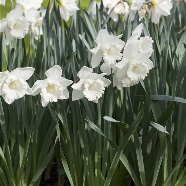Narcissus 'Mount Hood'