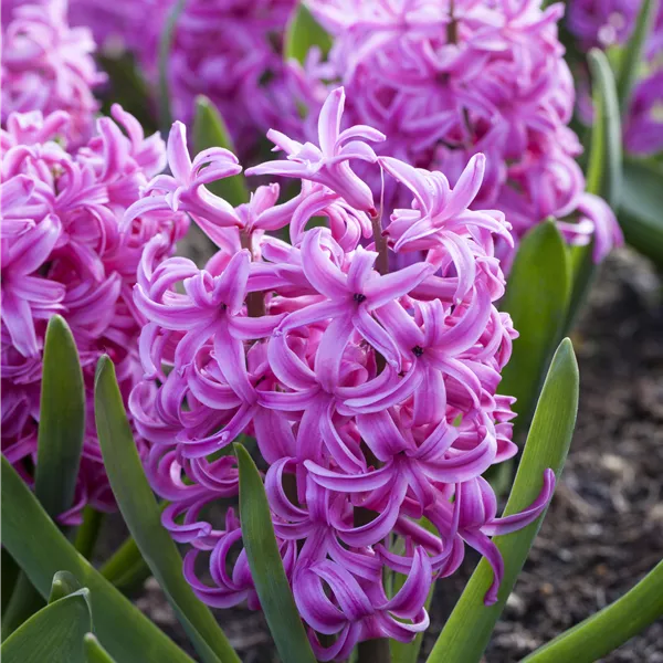 Hyacinthus 'Pink Pearl'