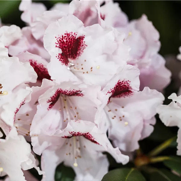 Rhododendron (Hybride) 'Graffito'