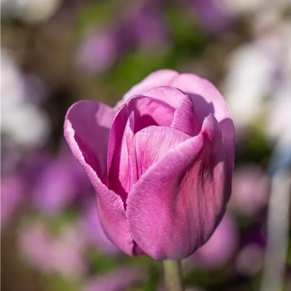 Tulipa 'Alibi'