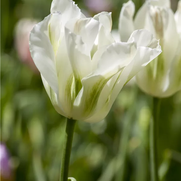 Tulipa 'Spring Green'