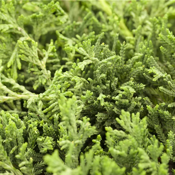 Juniperus horizontalis 'Glauca'