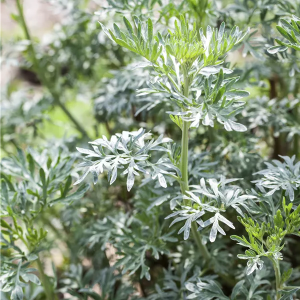 Artemisia vulgaris