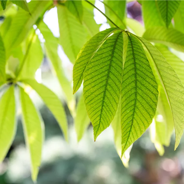 Aesculus flava