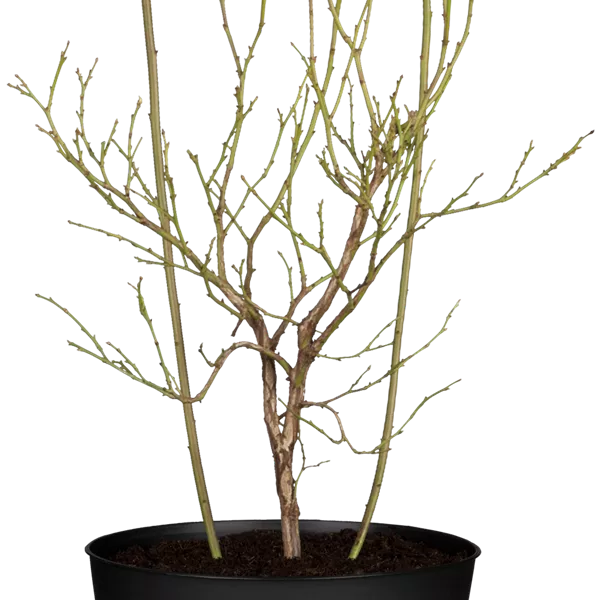Vaccinium 'Pink Lemonade'
