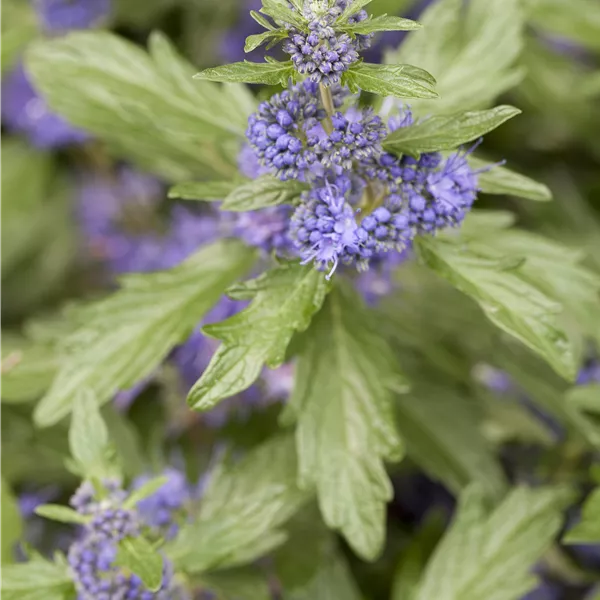 Caryopteris clandonensis (x) 'Blue Balloon'