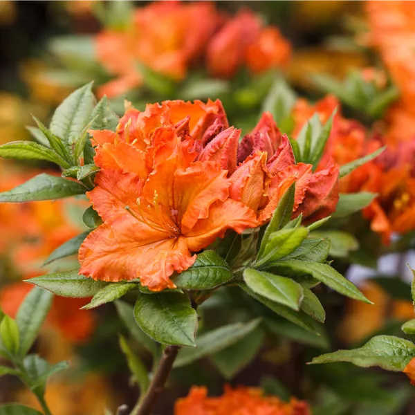 Rhododendron (Knaph.-Exb.) 'Parkfeuer'