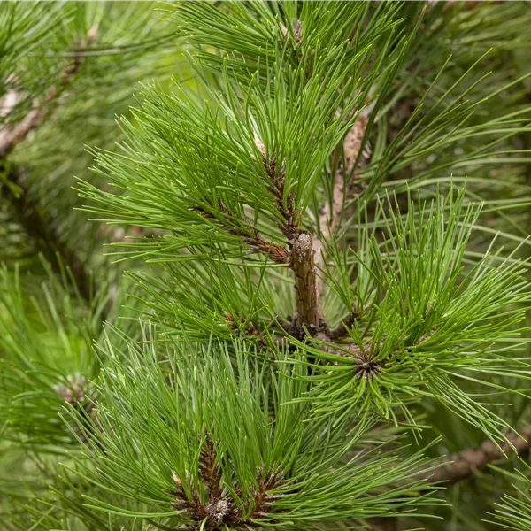Pinus nigra subsp. nigra