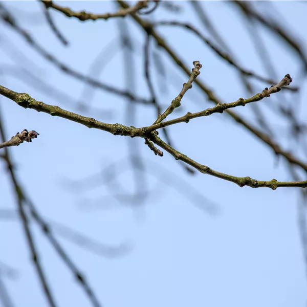 Fraxinus excelsior