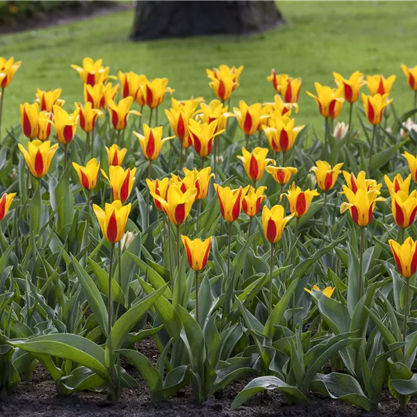 Tulipa 'Stresa'