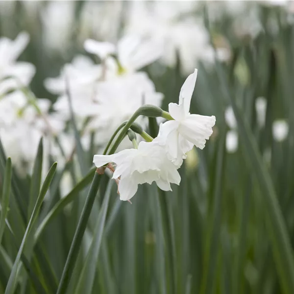 Narcissus 'Thalia'