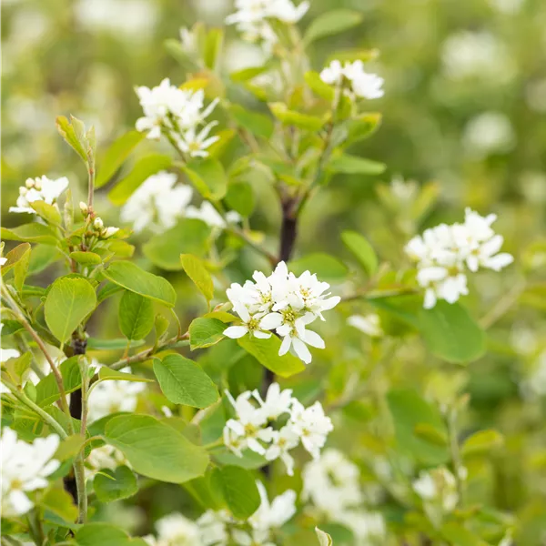 Amelanchier alnifolia 'Greatberry Garden'