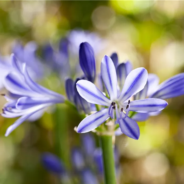 Agapanthus 'Blue Thunder'