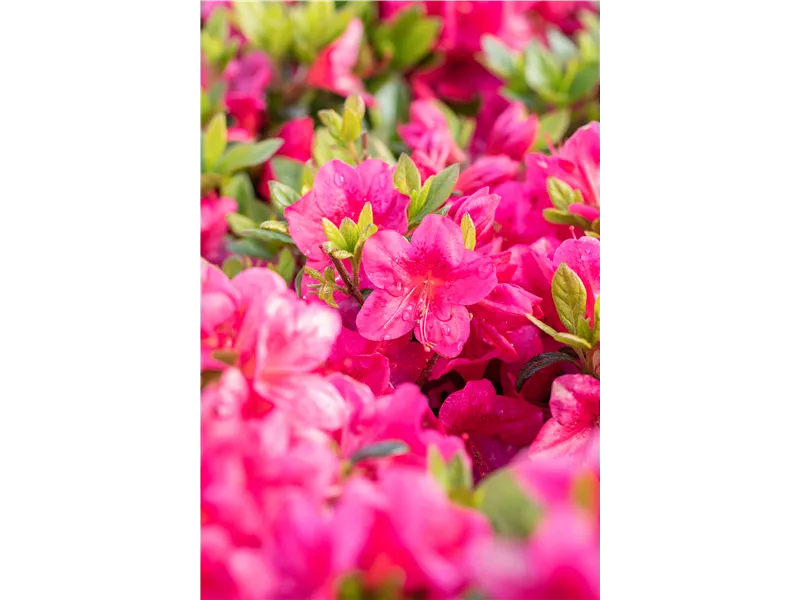 Rhododendron obtusum 'Little Red'