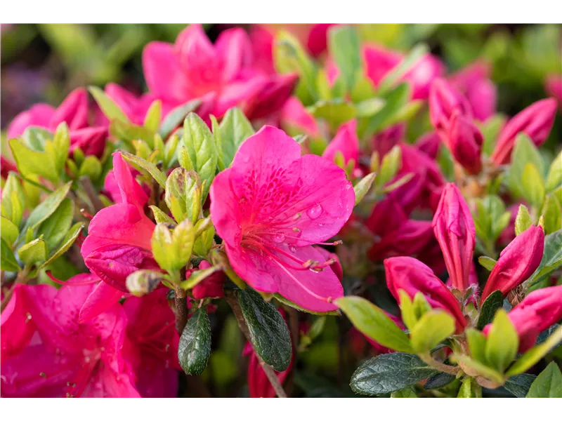 Rhododendron obtusum 'Little Red'