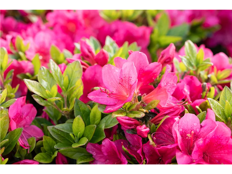 Rhododendron obtusum 'Little Red'