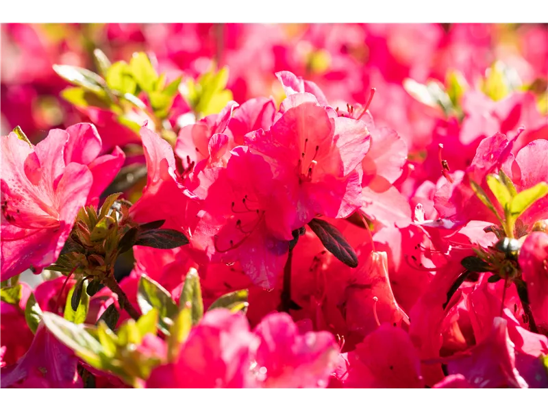 Rhododendron obtusum 'Little Red'