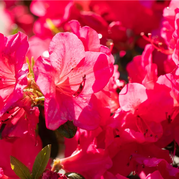 Rhododendron (Japanische Azalee) 'Little Red'