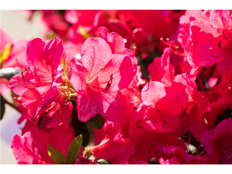 Rhododendron obtusum 'Little Red'