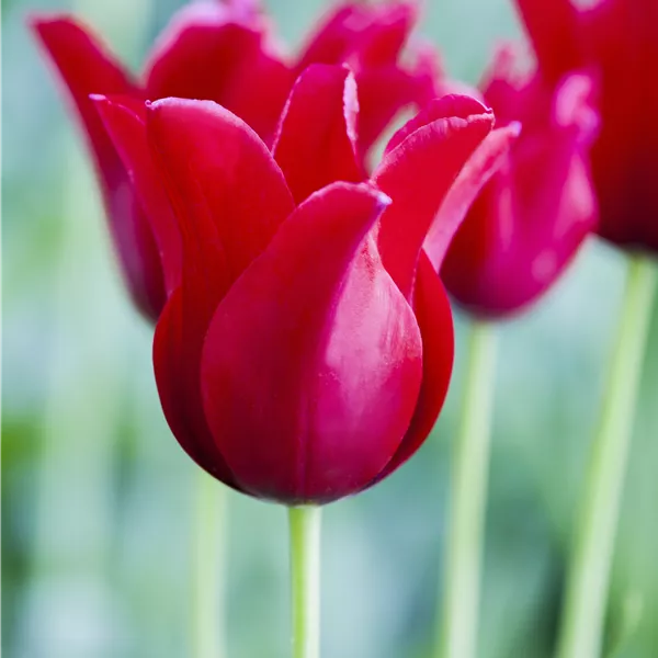 Tulipa 'Red Riding Hood'
