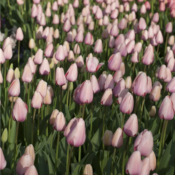 Tulipa (Darwin) 'Salmon Impression'