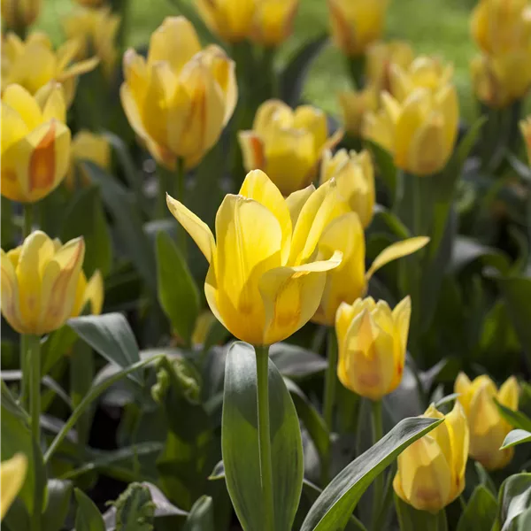 Tulipa greigii