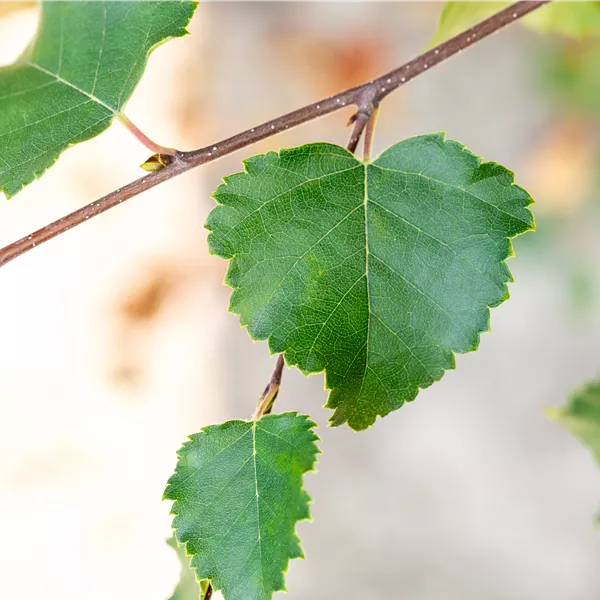 Betula pubescens