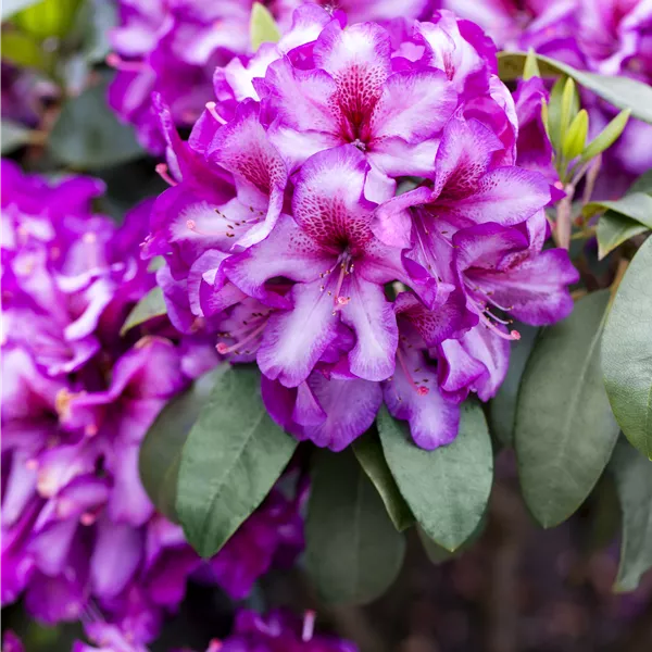 Rhododendron (Insigne-Gruppe) 'Hachmann's Charmant'