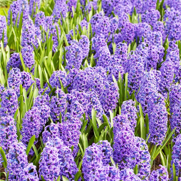 Hyacinthus 'Blue Jacket'