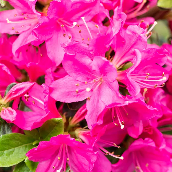 Rhododendron (Jap. Azalee) 'Kermesina'