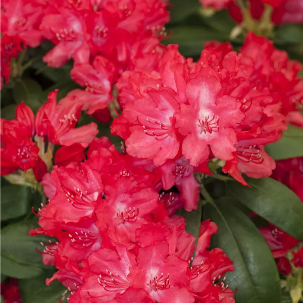 Rhododendron (Yakushimanum-Gruppe) 'Astrid'
