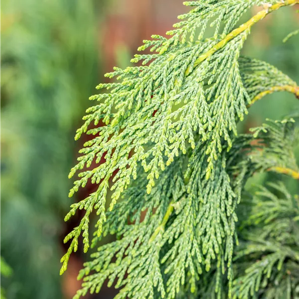Chamaecyparis nootkatensis 'Pendula'
