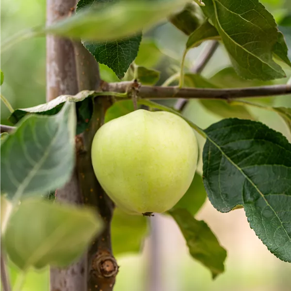 Malus domestica 'Weisser Klarapfel'