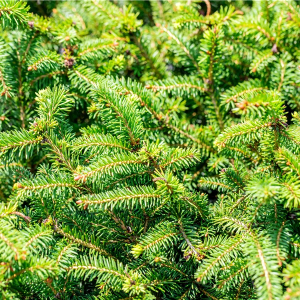 Picea abies 'Ohlendorffii'